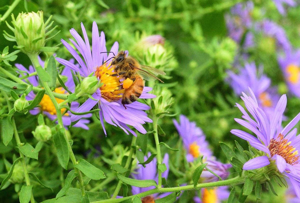 Suffering Huge Losses In Nebraska Beekeepers Blame Chemicals Weather And More Latest Headlines Omaha Com