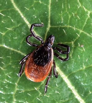 Ticks are especially bad right now. How to stay safe