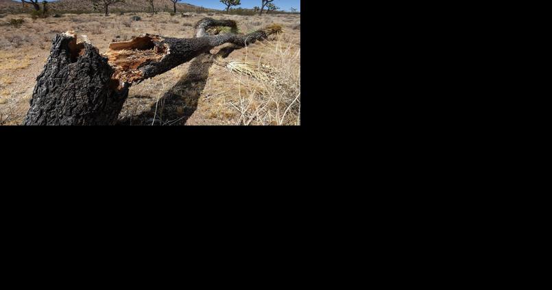 California trees being wiped out by fires, global warming - Vimarsana News