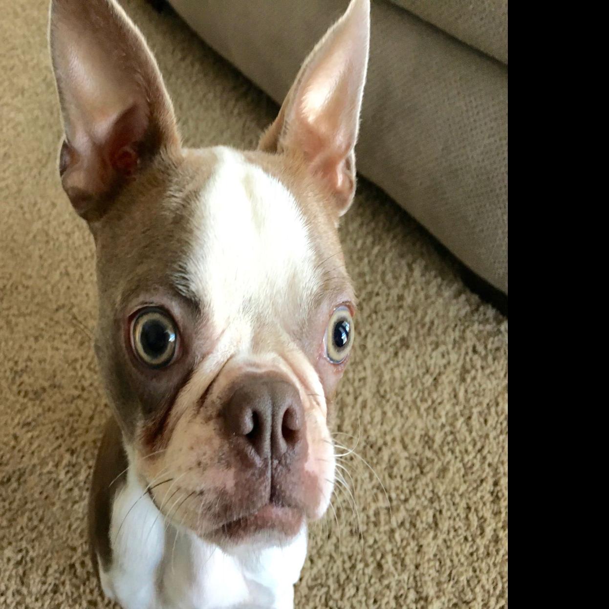 Dog Gone Problems Boston Terrier Will Only Eat Boiled Chicken And