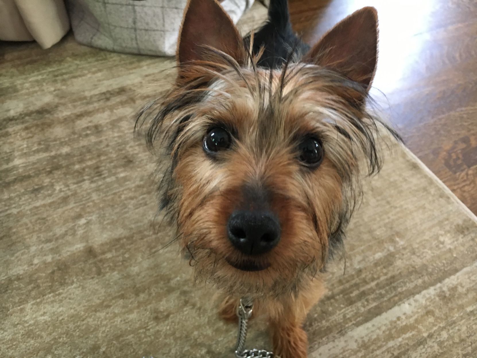 Teacup yorkie potty store training