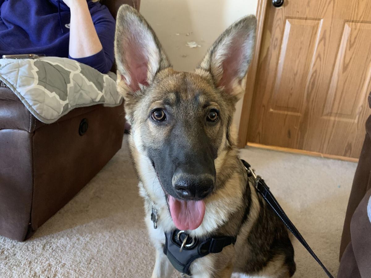 Dog for 4/7/21