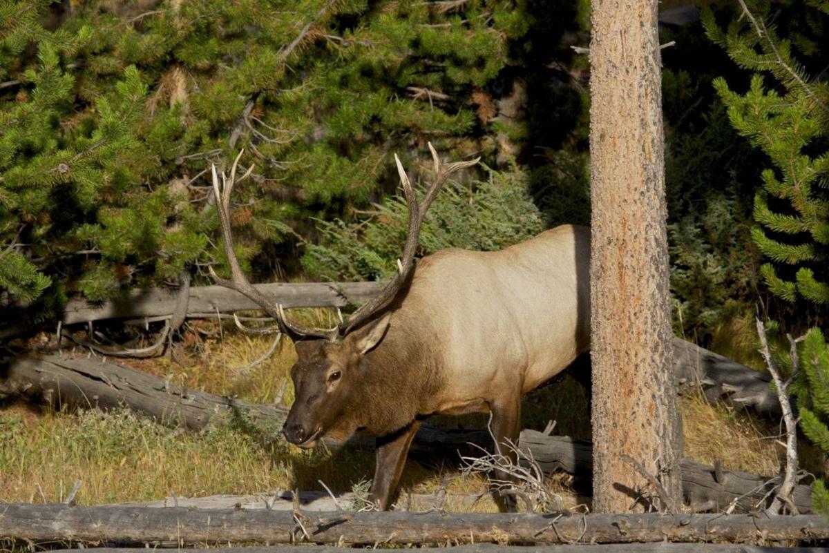 Image result for elk in Nebraska