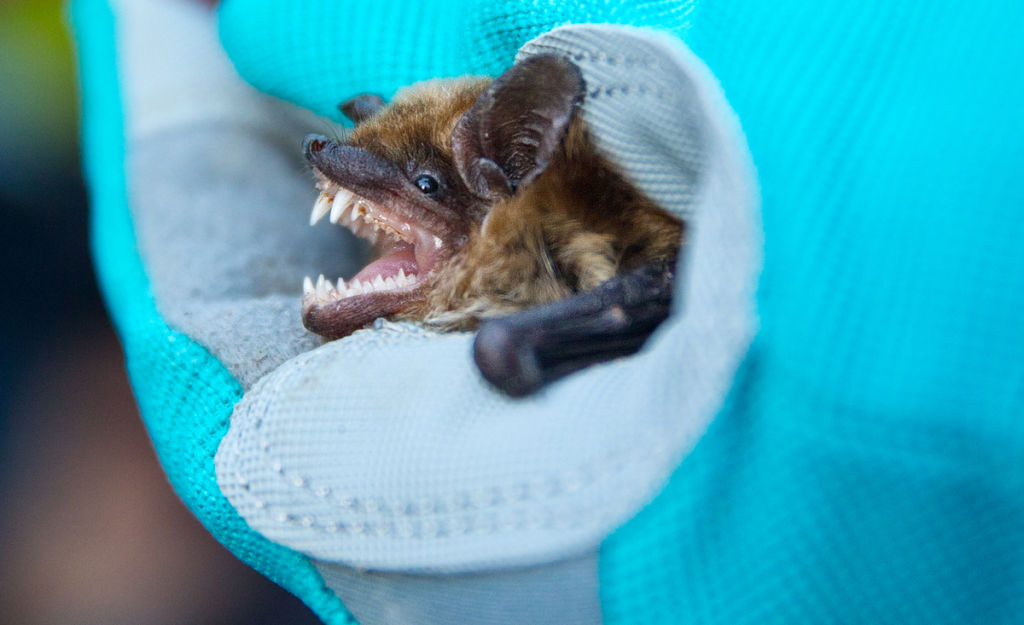250 bats on hunt for new hangouts after mass release in Omaha