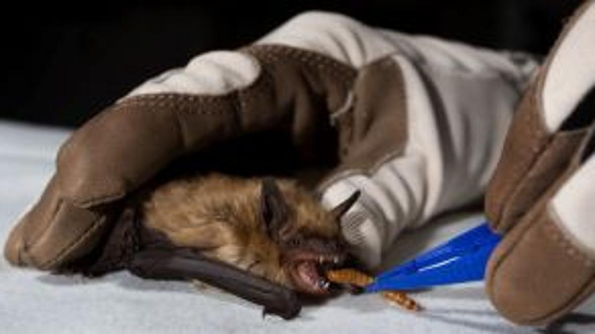 Couple Isn T Batty They Just Like Saving Creatures Sports News Omaha Com