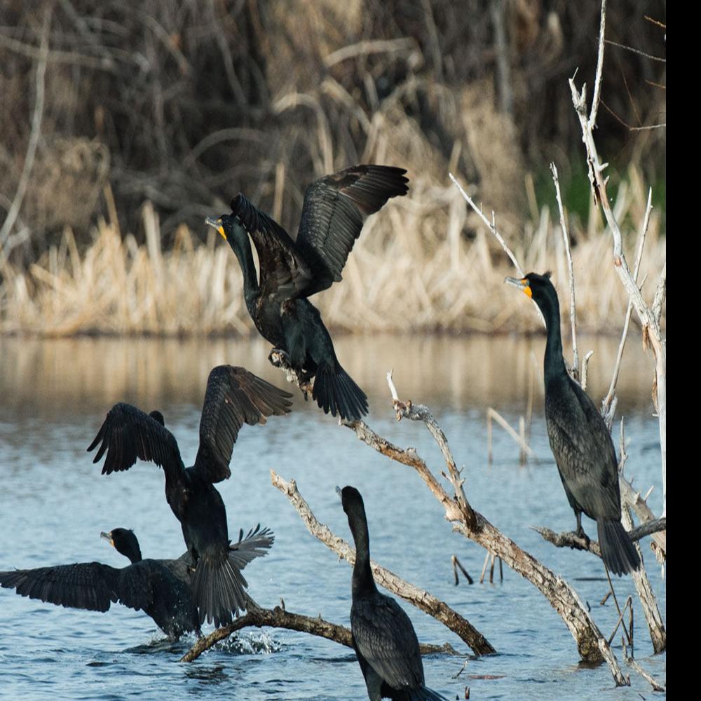 Outdoor Notes Fish Eating Birds Hurting Catch Rates Cornhusker Trapshoot Begins May 3 Local Sports Omaha Com