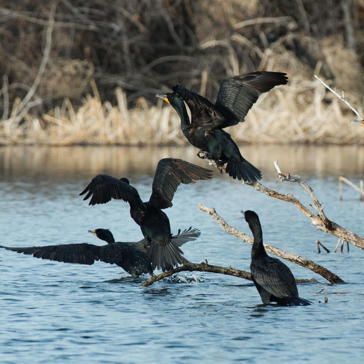 Outdoor Notes Fish Eating Birds Hurting Catch Rates Cornhusker Trapshoot Begins May 3 Local Sports Omaha Com