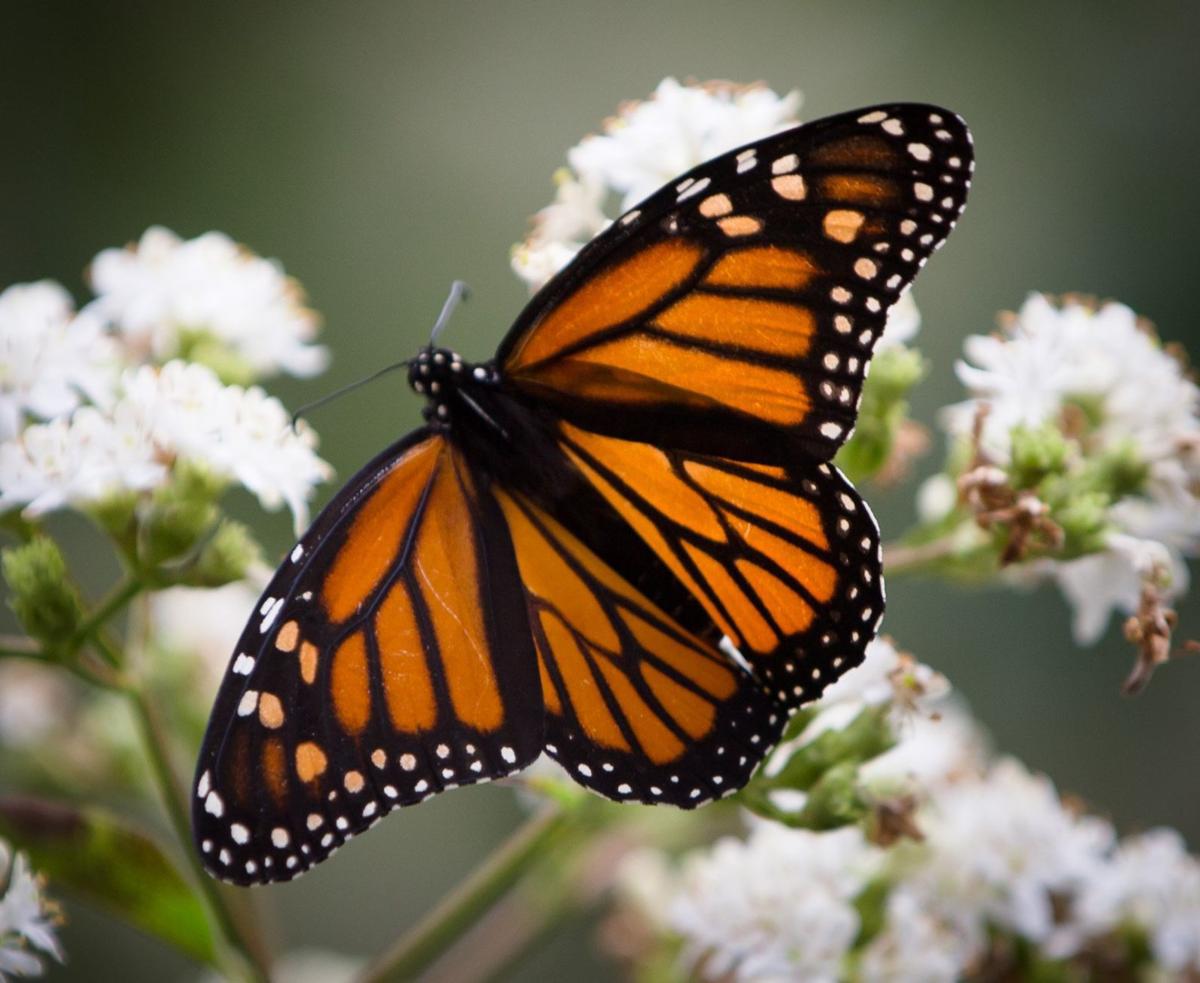 803621 KS-BUTTERFLIES