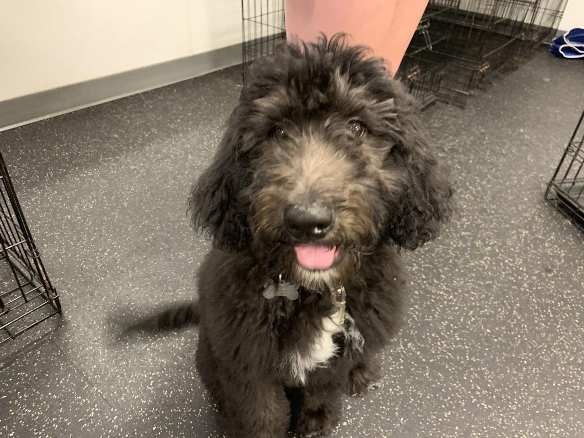 Dog for 1/1/2020