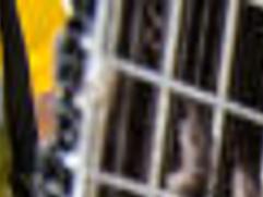 Companies That Deal With Bats Other Critters Face A Flood Of Calls Money Omaha Com