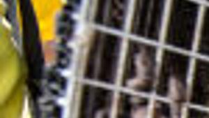 Companies That Deal With Bats Other Critters Face A Flood Of Calls Money Omaha Com