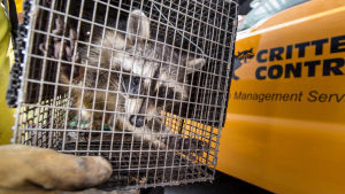 Companies That Deal With Bats Other Critters Face A Flood Of Calls Money Omaha Com