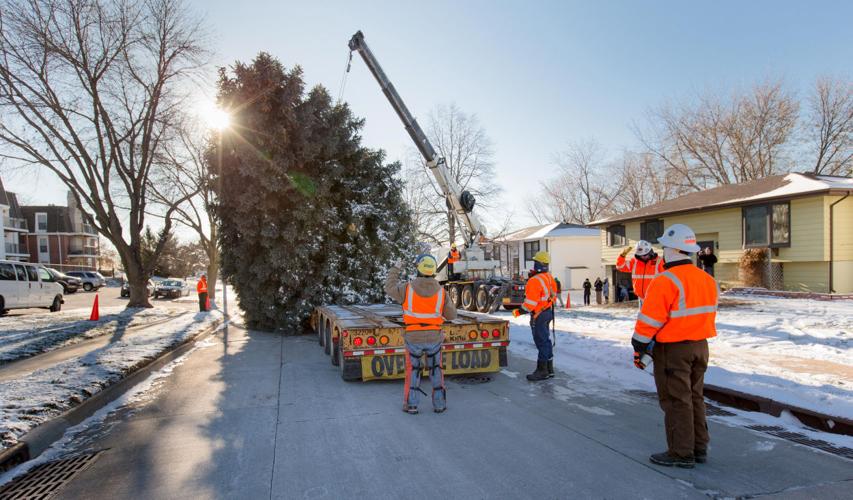 Photos 40yearold tree will be Durham Museum's Christmas centerpiece