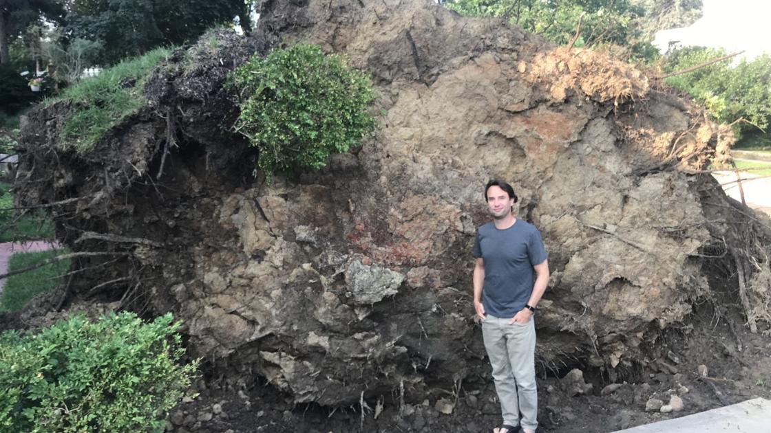 Giant, 82-yo oak tree falls during storm