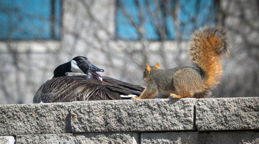 Researchers figure out that GG boobs weigh as much as two squirrels