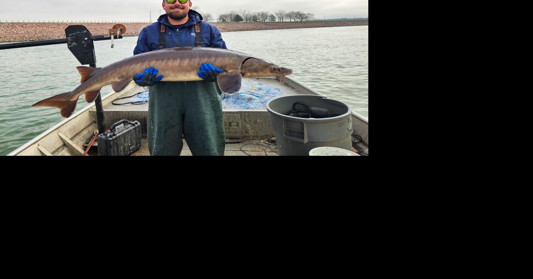 Rare 70-pound lake sturgeon traveled 681 miles upstream to Gavin's Point Dam
