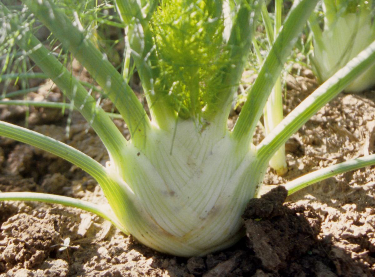 riggenbach: kohlrabi, bulb fennel, romanesco and others are odd