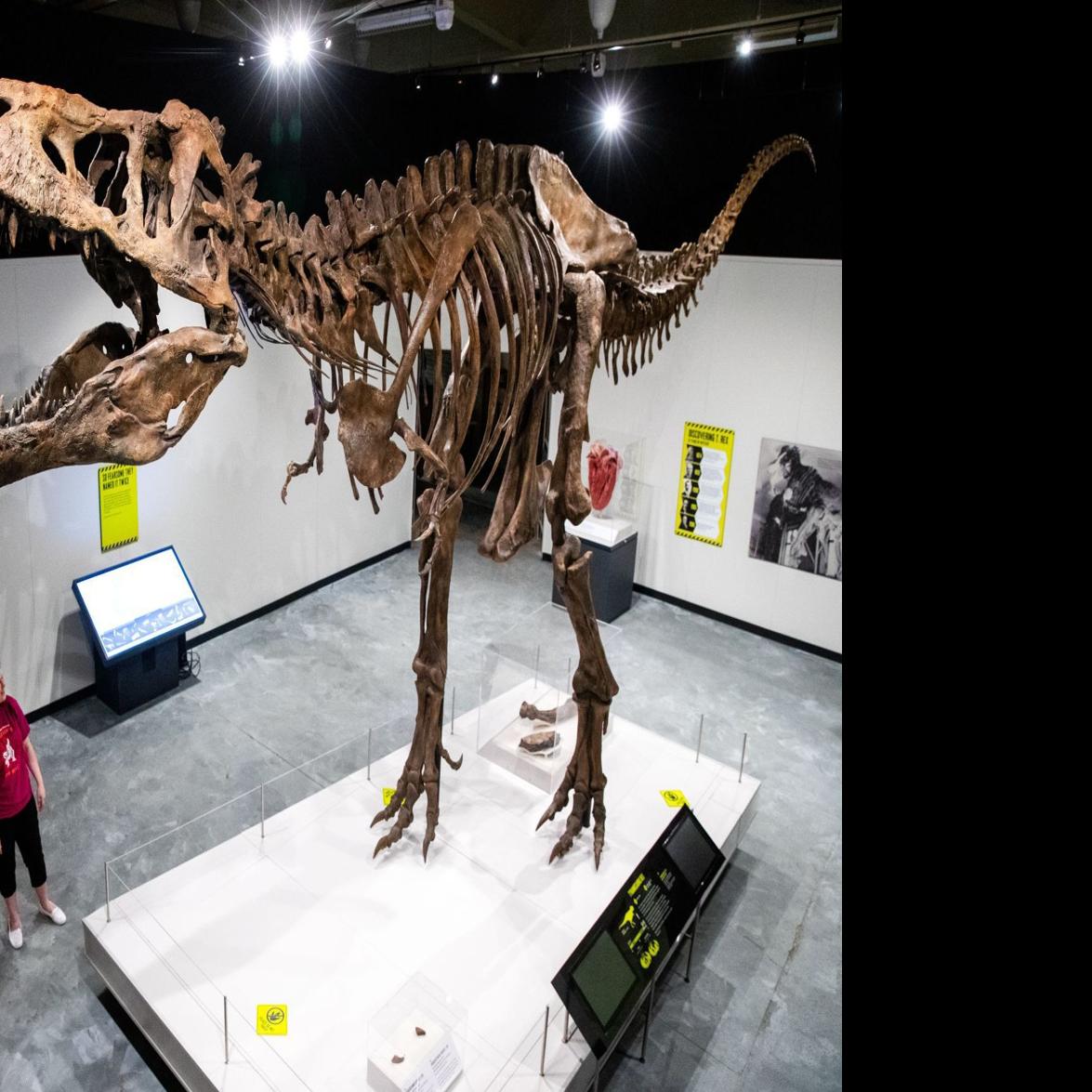 Replica Of Scotty The Largest T Rex Ever Discovered Is - 