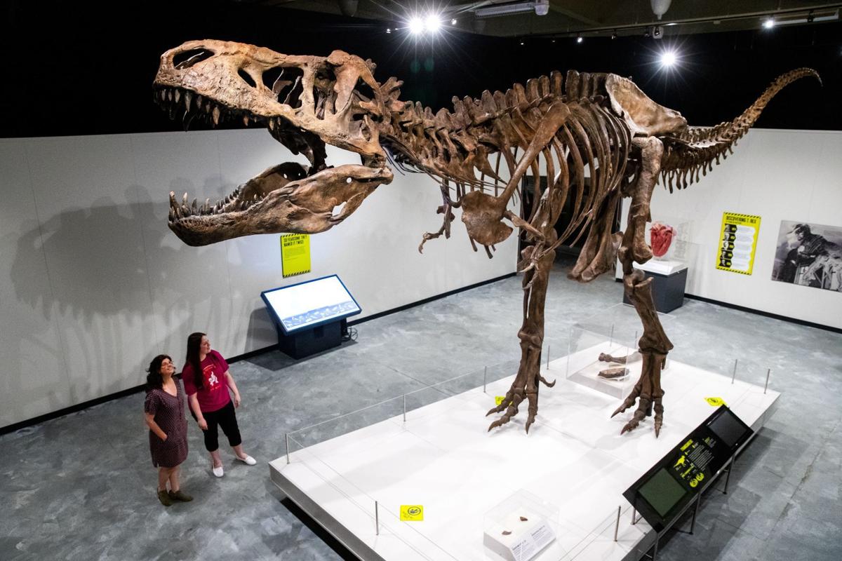 scotty t rex skeleton