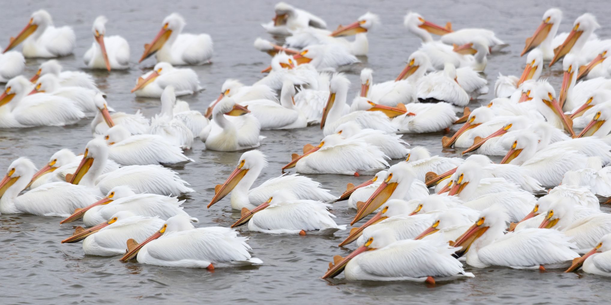 Hundreds Of Pelicans Make Annual Pit Stop In The Region On Journey ...