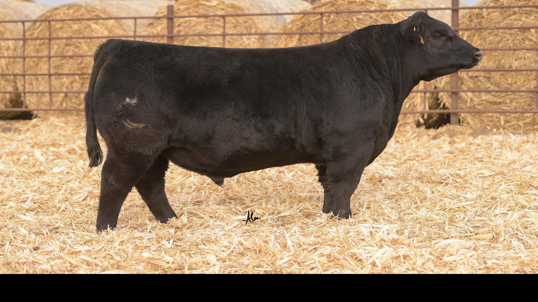 Nebraska Bull Sells For 900k Setting Record For Second Highest Selling Angus In History Omaha State And Regional News Omaha Com - hail cow cow song roblox id