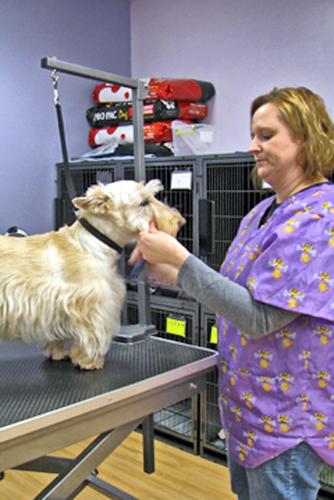Pet Adventures opens its kennels