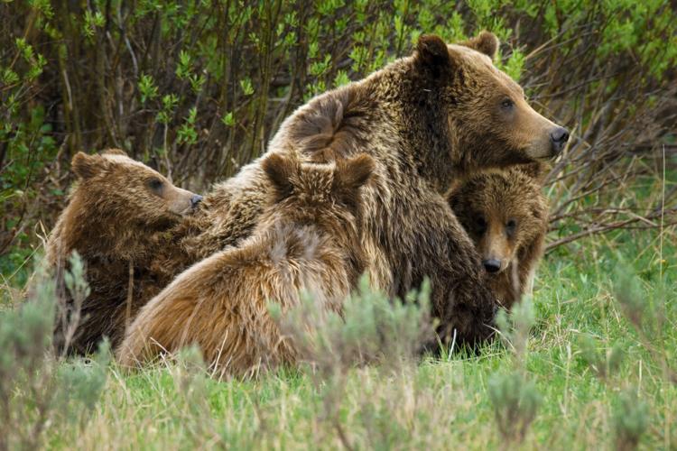 Mama Black Bear Finally Has Enough When Her Cub Won't Listen - A-Z Animals