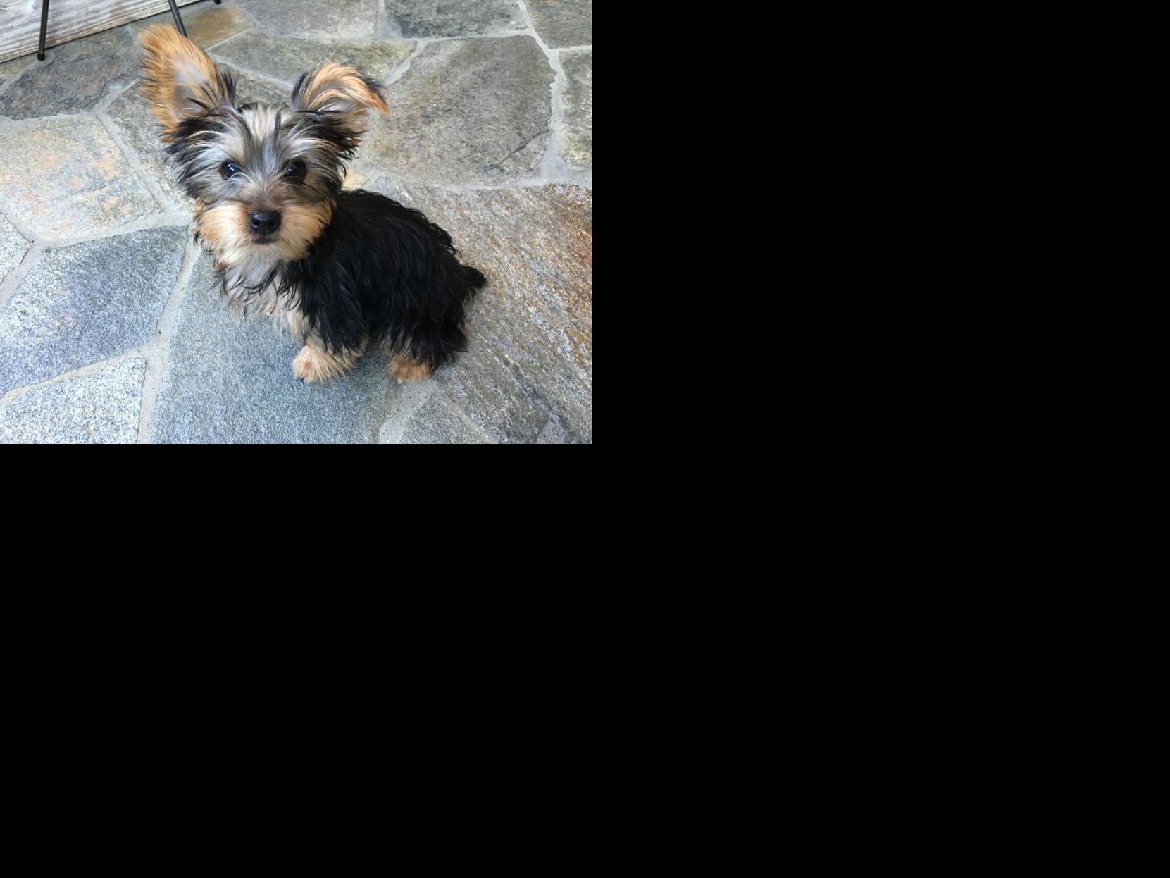 Dog Gone Problems: My Yorkie puppy is impossible to potty ...