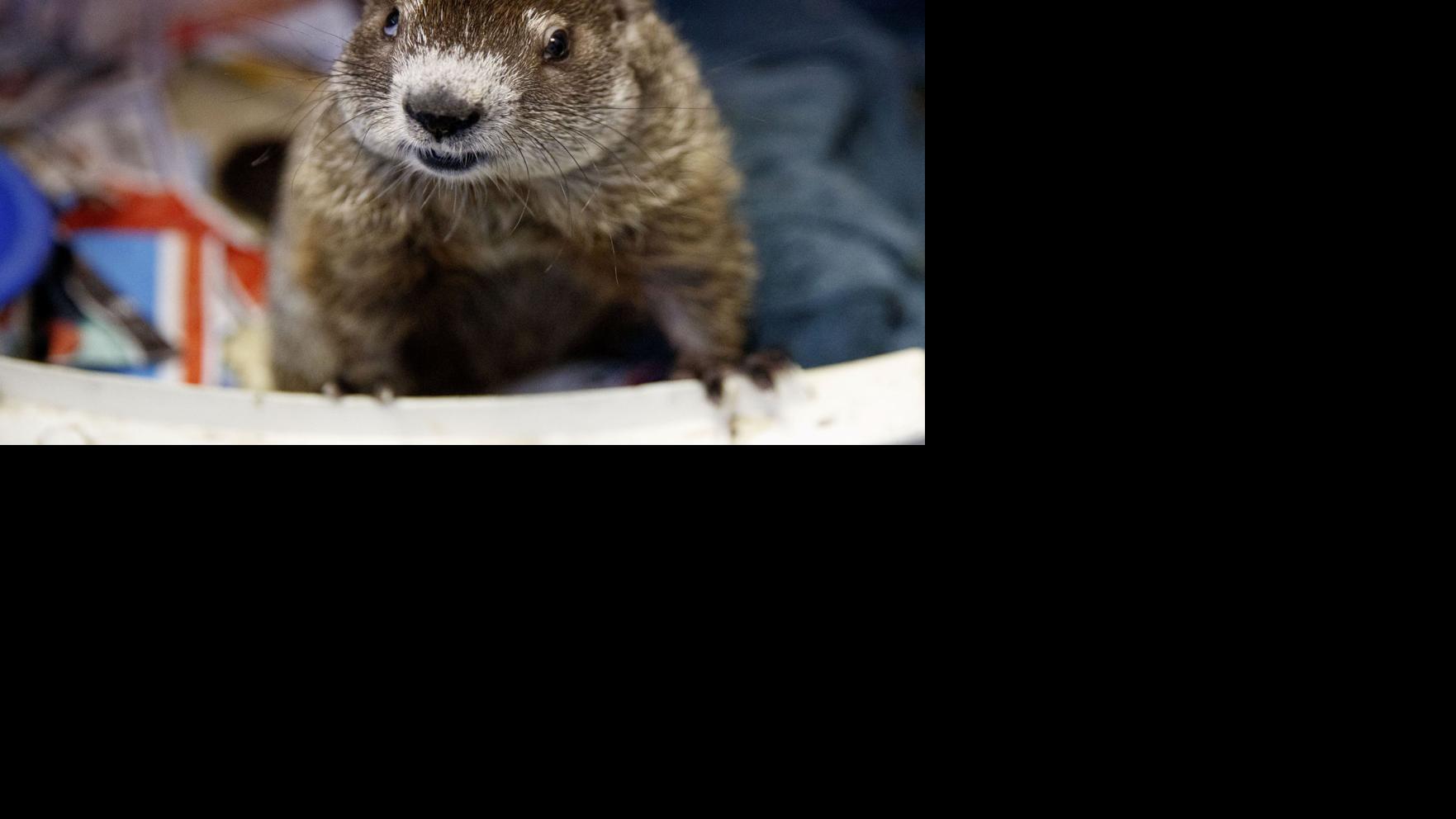 Nebraska Wildlife Rehab Asks For Help From Public After Air Conditioner Breaks Weather Omaha Com