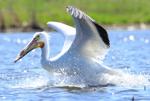 First major white pelican nesting colony found in Nebraska's Garden County