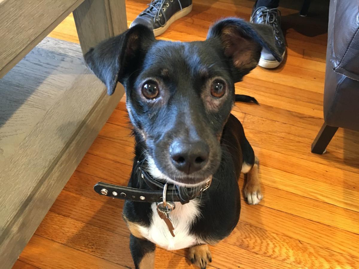 Dog for 5/22