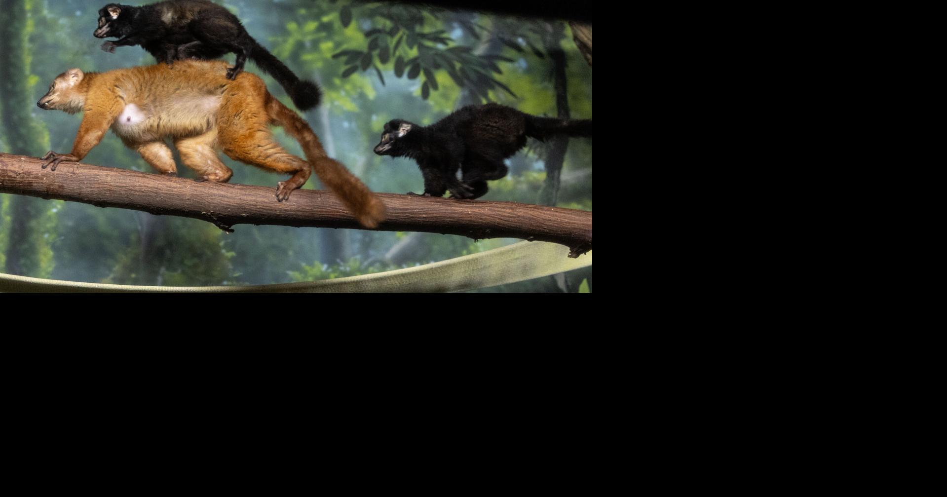 Photos: Blue-eyed black lemur twins born at the Henry Doorly Zoo and Aquarium