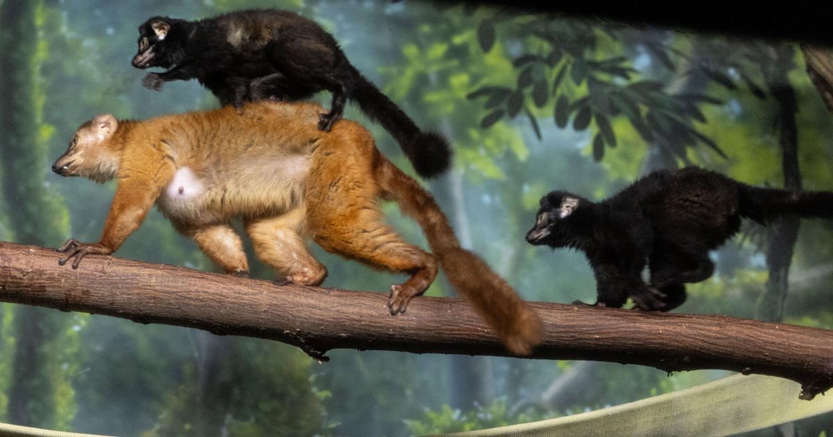 Photos: Blue-eyed black lemur twins born at the Henry Doorly Zoo and Aquarium