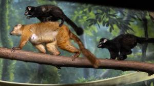 091026-owh-new-lemur-cm-01.JPG