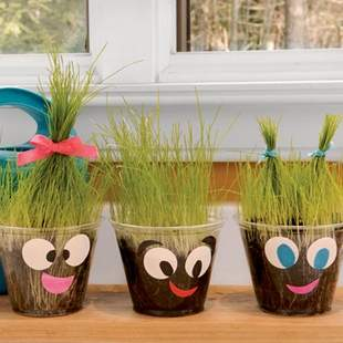 Grass plant potted in clear cups with drawn faces