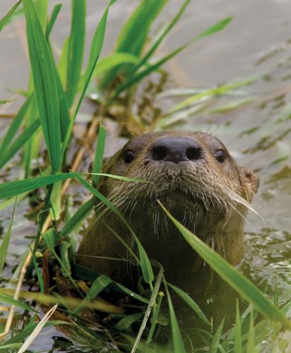 The river otter, a Nebraska success story, could be removed from