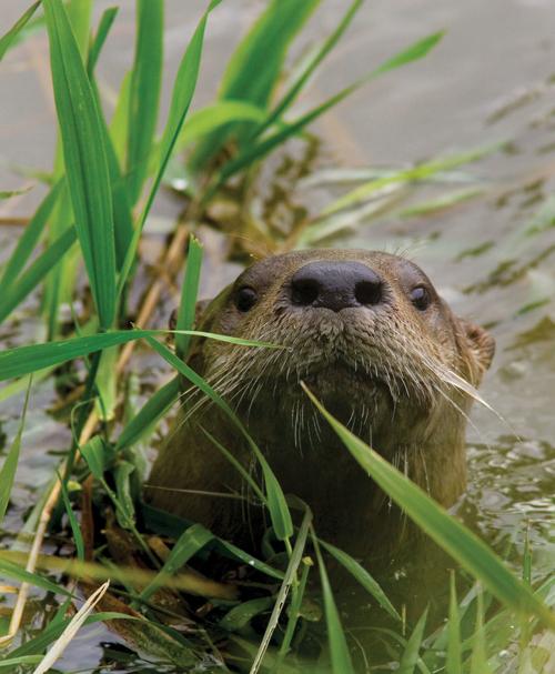 North American River Otter
