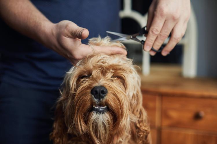 Man giving his pet dog a haircut