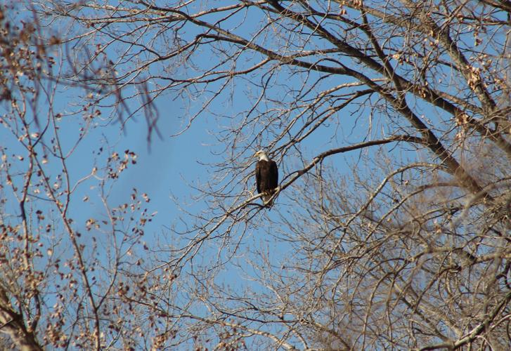 010423-gb-news-bird-count-p01.JPG