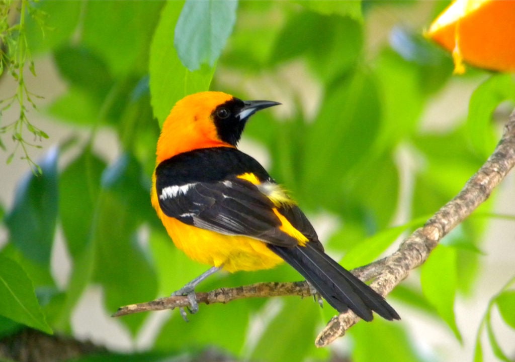 To Hastings pastor, birds are a calling | Local sports | omaha.com