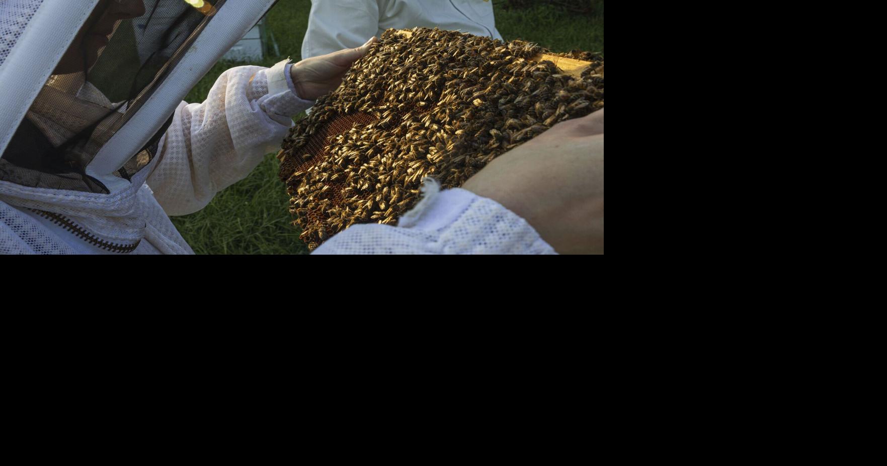 Nebraskans discover new passion in buzzing community of beekeeping