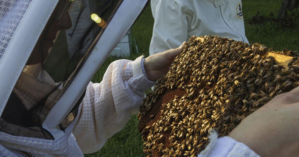 Nebraskans discover new passion in buzzing community of beekeeping