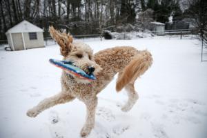 Three-legged goldendoodle will compete in this year's Puppy Bowl