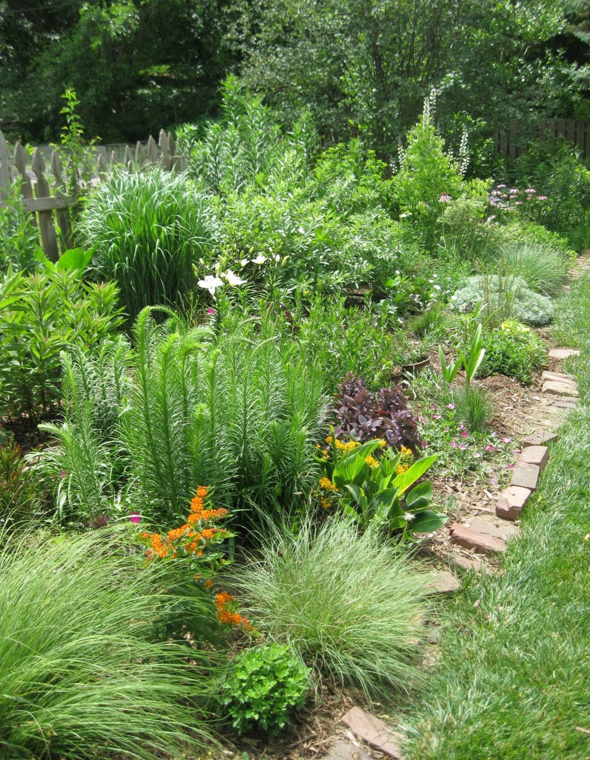 Super Spreader Wildflowers Fight It Out In Backyard Garden Brawl Lifestyles Omaha Com