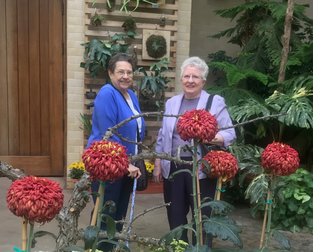 Chrysanthemums at Lauritzen Gardens look and smell like fall