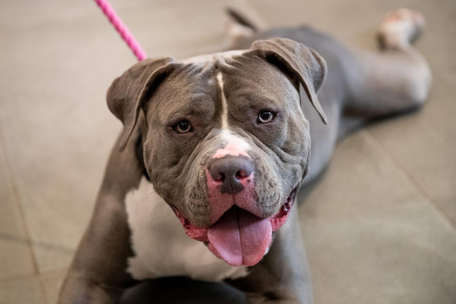 10 neglected dogs rescued and transported to the Nebraska Humane