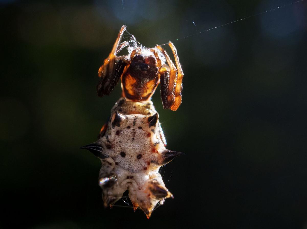 20191008_new_septinpics28b