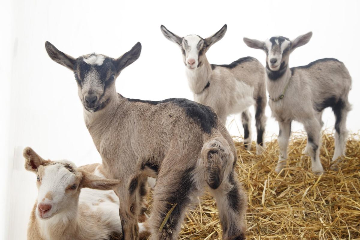 No Kidding Goat Yoga Finally Arrives In The Omaha Area Live Well Nebraska Omaha Com