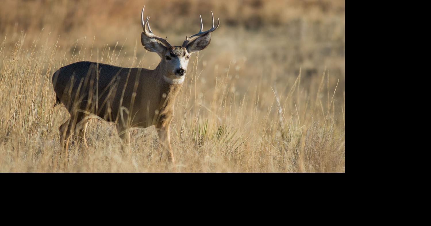 Nebraska deer season is returning to normal