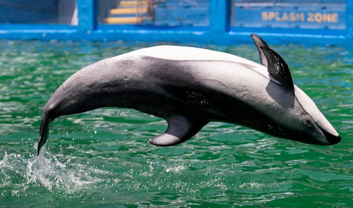 SeaWorld San Antonio welcomes 40-year-old dolphin